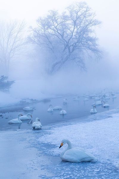 Goff, Ellen 아티스트의 Japan-Hokkaido A group of whooper swans congregate in the mist작품입니다.